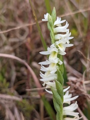 Spiranthes longilabris