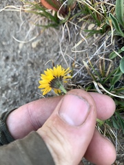 Erigeron aureus