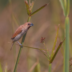 Lonchura punctulata