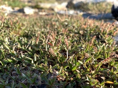 Salix cascadensis
