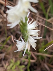 Spiranthes longilabris