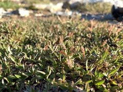 Salix cascadensis