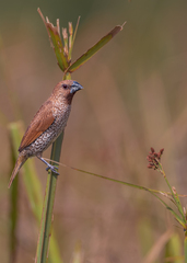 Lonchura punctulata