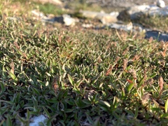 Salix cascadensis