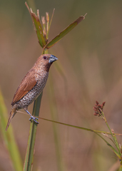 Lonchura punctulata