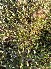 Salix cascadensis