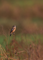 Saxicola stejnegeri