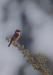Saxicola stejnegeri
