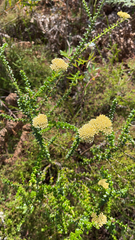 Ozothamnus