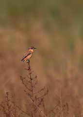 Saxicola stejnegeri