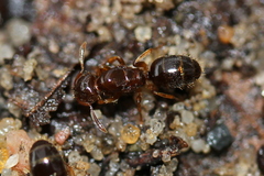 Lasius claviger