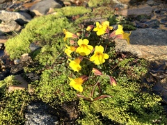Erythranthe caespitosa