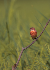 Saxicola stejnegeri