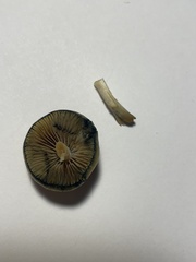 Psilocybe allenii