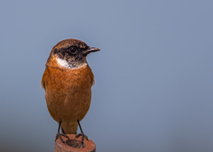 Saxicola stejnegeri