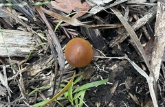 Psilocybe allenii