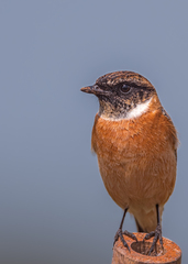Saxicola stejnegeri