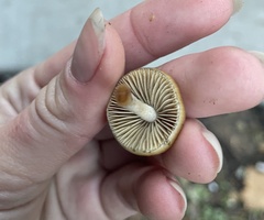 Psilocybe allenii