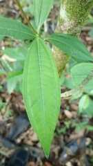 Miconia crenata