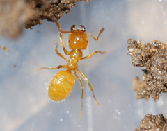 Lasius claviger
