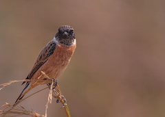 Saxicola stejnegeri
