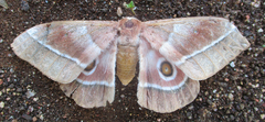 Gonimbrasia belina