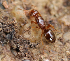 Lasius claviger