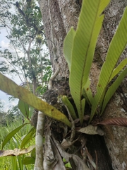 Niphidium crassifolium