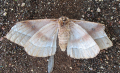 Gonimbrasia belina