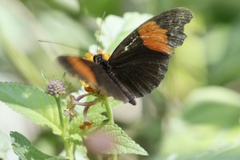 Heliconius melpomene melpomene