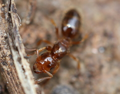 Lasius claviger