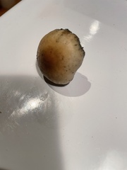 Psilocybe allenii