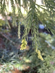 Cupressus