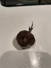 Psilocybe allenii