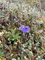 Primula glomerata