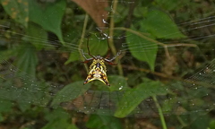 Micrathena fissispina