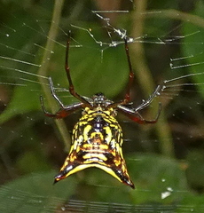 Micrathena fissispina