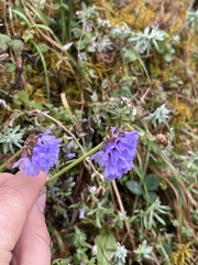 Primula glomerata