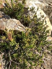 Phyllodoce glanduliflora