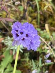 Primula glomerata