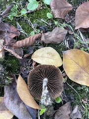 Psilocybe allenii