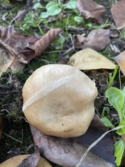 Psilocybe allenii