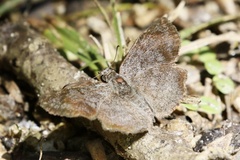 Antigonus erosus