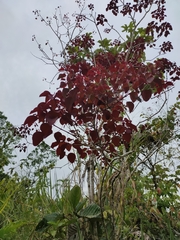 Euphorbia cotinifolia