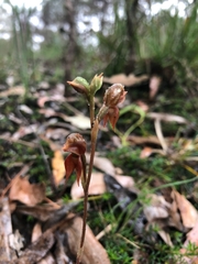 Pterostylis squamata