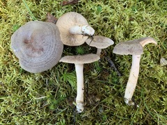 Lactarius hibbardiae