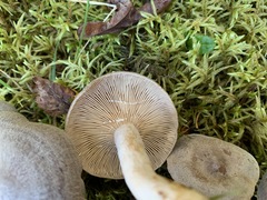 Lactarius hibbardiae