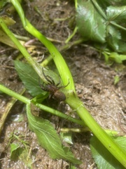 Uliodon albopunctatus