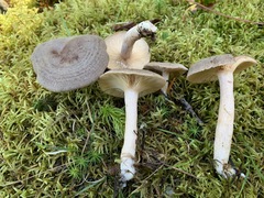 Lactarius hibbardiae