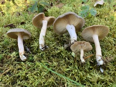 Lactarius hibbardiae
